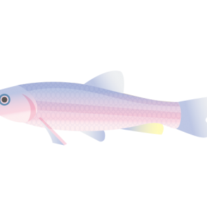 淡水魚 高身鐮柄魚 島民集合hello Islander