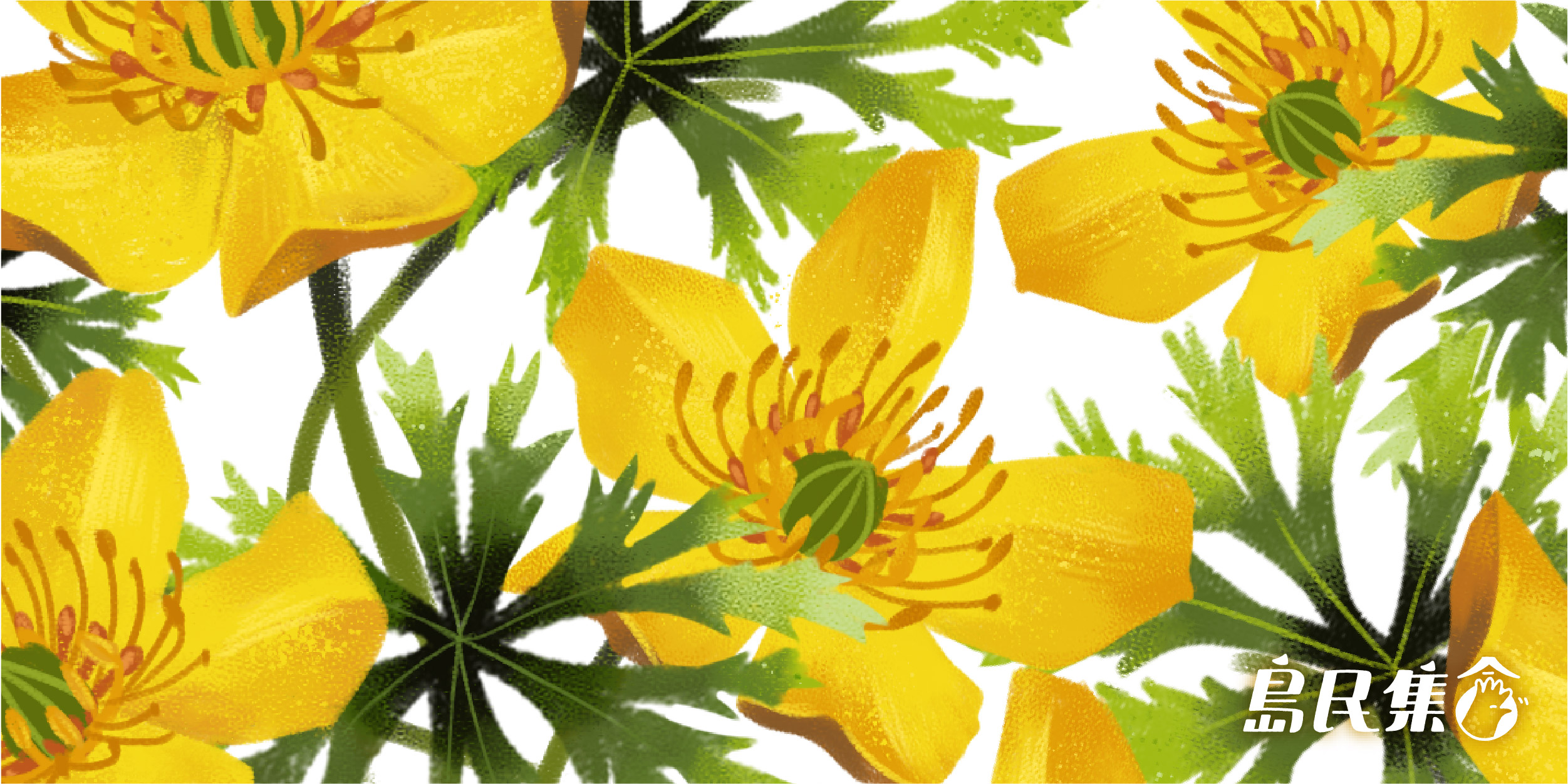 亮眼卻低調的小花 臺灣金蓮花 島民集合hello Islander