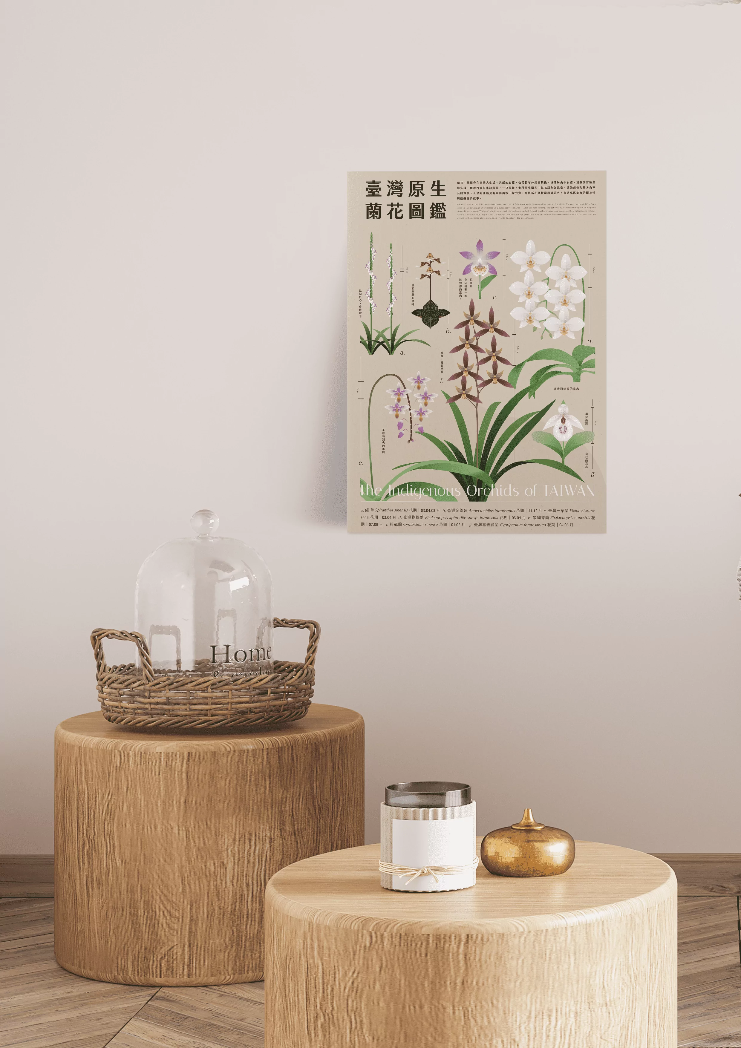 臺灣原生蘭花》A2圖鑑海報- 島民集合Hello Islander