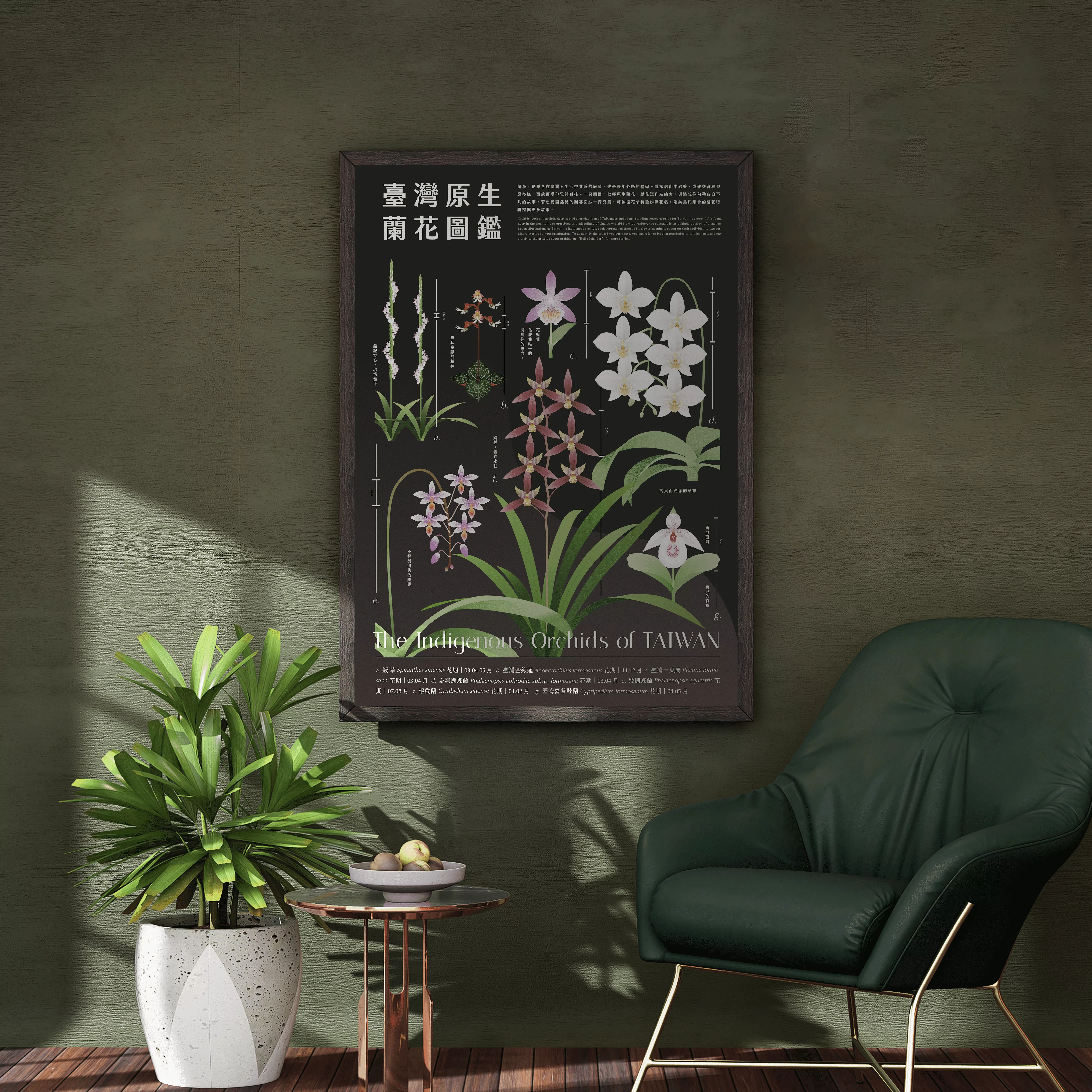 臺灣原生蘭花》A2圖鑑海報- 島民集合Hello Islander
